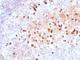 IgM antibody, NBP2-45059, Novus Biologicals, Immunohistochemistry frozen image 