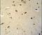 Ras Related GTP Binding D antibody, PA5-24881, Invitrogen Antibodies, Immunohistochemistry paraffin image 