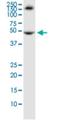 Tripartite Motif Containing 72 antibody, H00493829-M04, Novus Biologicals, Western Blot image 