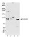 DGCR8 Microprocessor Complex Subunit antibody, ab90579, Abcam, Western Blot image 