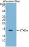R-spondin-1 antibody, LS-C315031, Lifespan Biosciences, Western Blot image 