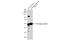 Fibrinogen Gamma Chain antibody, GTX108640, GeneTex, Western Blot image 