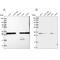 Proteasome 20S C2 antibody, NBP1-81768, Novus Biologicals, Western Blot image 