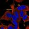 Regulator Of G Protein Signaling 17 antibody, NBP2-58574, Novus Biologicals, Immunofluorescence image 