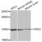 CDGSH Iron Sulfur Domain 2 antibody, abx004018, Abbexa, Western Blot image 