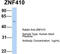 Zinc Finger Protein 410 antibody, TA331796, Origene, Western Blot image 