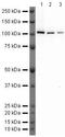 Dynamin 2 antibody, PA5-19800, Invitrogen Antibodies, Western Blot image 