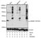 MAP kinase-interacting serine/threonine-protein kinase 1 antibody, MBS9128463, MyBioSource, Western Blot image 