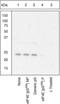 Eukaryotic Translation Initiation Factor 4E antibody, GTX24774, GeneTex, Western Blot image 