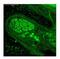 Neurogenin 1 antibody, ARP32038_P050, Aviva Systems Biology, Immunohistochemistry paraffin image 