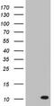 Pyrin domain-containing protein 1 antibody, M11388, Boster Biological Technology, Western Blot image 