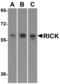 RIP2 antibody, 2427, QED Bioscience, Western Blot image 