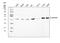Geminin DNA Replication Inhibitor antibody, A06060-3, Boster Biological Technology, Western Blot image 