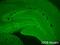 Synaptic Vesicle Glycoprotein 2A antibody, ab32942, Abcam, Immunohistochemistry frozen image 
