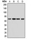 Cleavage And Polyadenylation Specific Factor 6 antibody, orb412411, Biorbyt, Western Blot image 