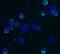 Selectin L antibody, NB500-497, Novus Biologicals, Immunocytochemistry image 