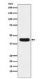 Neuraminidase antibody, MT0013-1, Boster Biological Technology, Western Blot image 