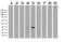 RNA Transcription, Translation And Transport Factor antibody, LS-C796920, Lifespan Biosciences, Western Blot image 