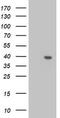 Leucine Carboxyl Methyltransferase 1 antibody, CF503123, Origene, Western Blot image 