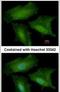 Dynein Axonemal Light Intermediate Chain 1 antibody, PA5-30643, Invitrogen Antibodies, Immunofluorescence image 