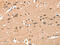 Cysteine-rich with EGF-like domain protein 1 antibody, CSB-PA255746, Cusabio, Immunohistochemistry paraffin image 