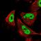 Tetraspanin 32 antibody, NBP1-87282, Novus Biologicals, Immunofluorescence image 