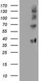 Folate Receptor Gamma antibody, TA811551S, Origene, Western Blot image 