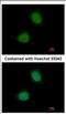 Pirin antibody, NBP2-19840, Novus Biologicals, Immunocytochemistry image 