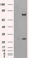 Dipeptidyl Peptidase 4 antibody, LS-B9993, Lifespan Biosciences, Western Blot image 