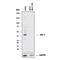 MCL1 Apoptosis Regulator, BCL2 Family Member antibody, AF8281, R&D Systems, Western Blot image 