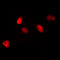 mNIFK antibody, LS-C368424, Lifespan Biosciences, Immunofluorescence image 