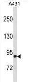 EPS8 Like 2 antibody, LS-C157717, Lifespan Biosciences, Western Blot image 