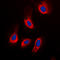ADP Dependent Glucokinase antibody, LS-C354210, Lifespan Biosciences, Immunofluorescence image 