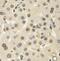 Cullin 4B antibody, FNab02079, FineTest, Immunohistochemistry frozen image 