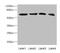Regulator Of G Protein Signaling 14 antibody, orb41238, Biorbyt, Western Blot image 