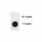 TSC Complex Subunit 1 antibody, F48773-0.4ML, NSJ Bioreagents, Dot Blot image 