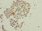 Dynein Axonemal Light Chain 4 antibody, LS-C396389, Lifespan Biosciences, Immunohistochemistry paraffin image 