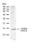 C-X-C Motif Chemokine Ligand 5 antibody, 710010, Invitrogen Antibodies, Western Blot image 