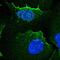 Alpha-adducin antibody, NBP2-38268, Novus Biologicals, Immunofluorescence image 