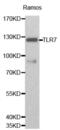 Toll Like Receptor 7 antibody, abx000944, Abbexa, Western Blot image 