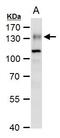 Ectonucleotide Pyrophosphatase/Phosphodiesterase 1 antibody, PA5-27905, Invitrogen Antibodies, Western Blot image 