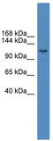 BCL2 Associated Transcription Factor 1 antibody, TA334229, Origene, Western Blot image 
