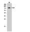 Follicle Stimulating Hormone Receptor antibody, PA5-50963, Invitrogen Antibodies, Western Blot image 