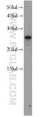 Secretion Associated Ras Related GTPase 1B antibody, 15453-1-AP, Proteintech Group, Western Blot image 