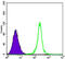 Sirtuin 1 antibody, abx012037, Abbexa, Enzyme Linked Immunosorbent Assay image 