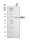 Matrix metalloproteinase-13 antibody, A00420-3, Boster Biological Technology, Western Blot image 