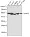 SS-A antibody, 18-413, ProSci, Western Blot image 