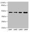 Potassium Channel Tetramerization Domain Containing 9 antibody, orb32022, Biorbyt, Western Blot image 