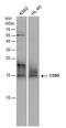 CD59 Molecule (CD59 Blood Group) antibody, PA5-77898, Invitrogen Antibodies, Western Blot image 