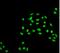 Autophagy Related 5 antibody, 23005, QED Bioscience, Immunofluorescence image 